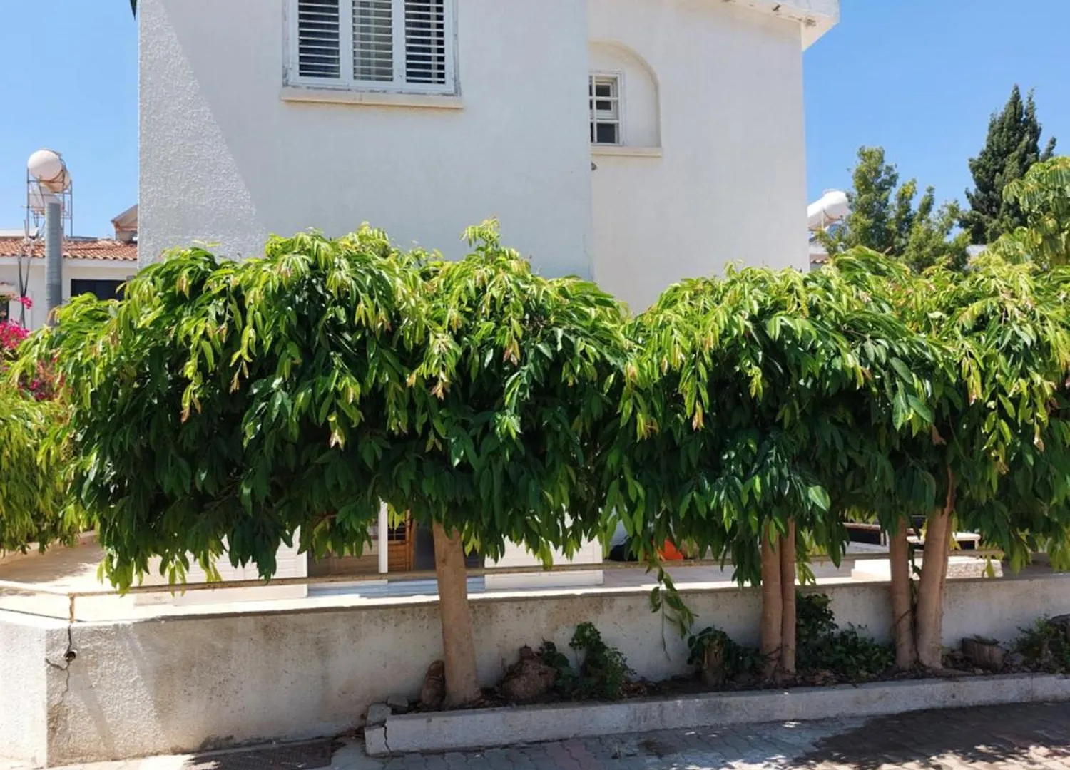 Cyprus Protaras Green Bay Beach House Located Behind Thalassa Apartments Protaras